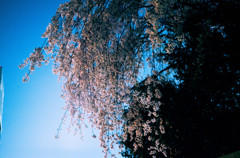 夜の枝垂れ桜