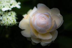 IMGP7489-2