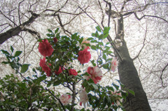 椿と桜