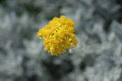 白妙菊