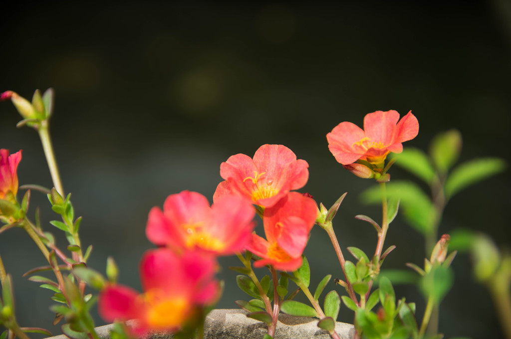 水辺に置かれた鉢の花