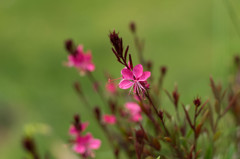 IMGP7319