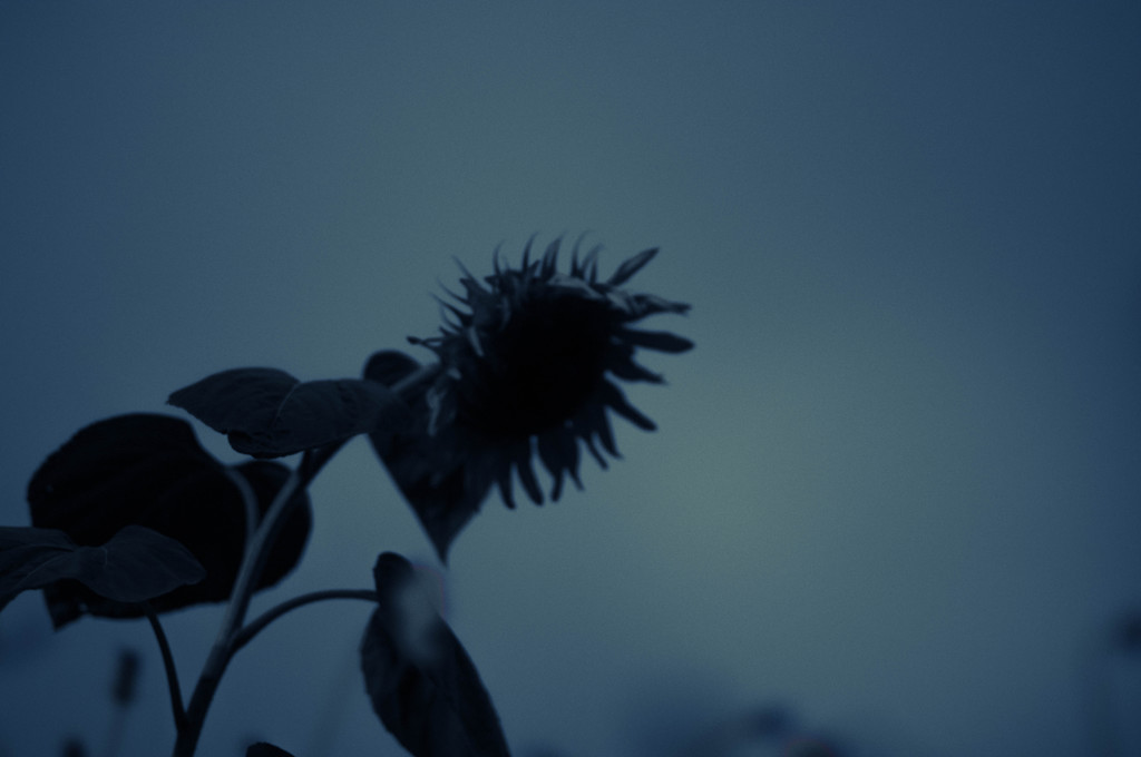 sunflower in the night