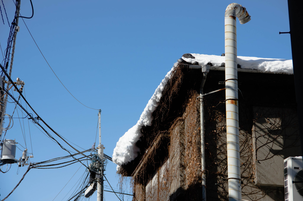 雪と蔦