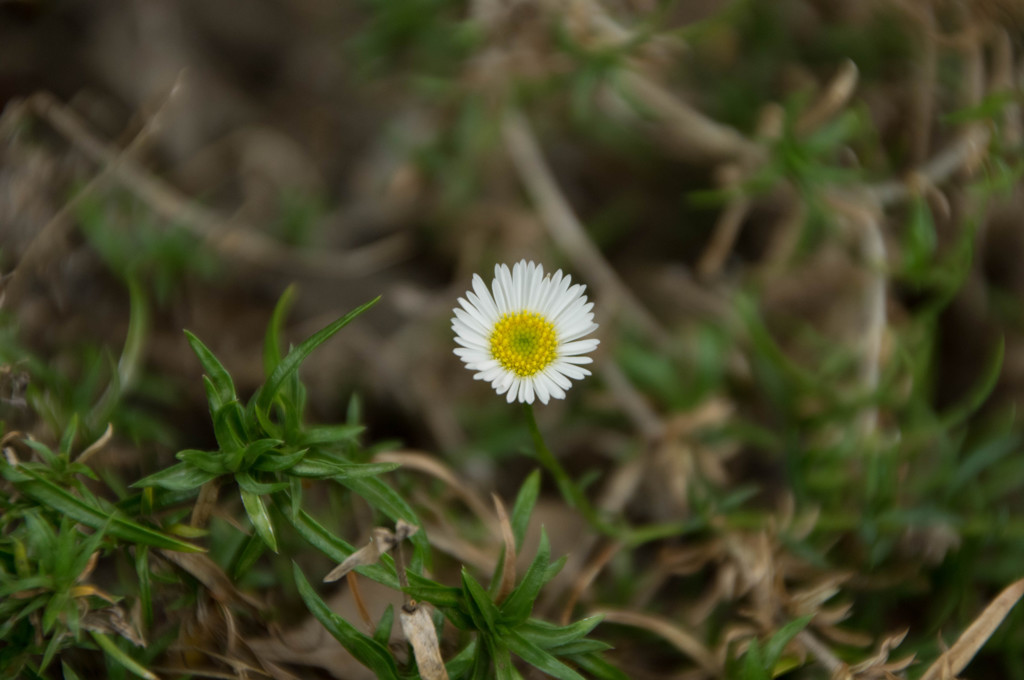 小さな花を見ると