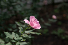IMGP1274