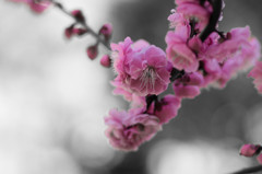 梅
