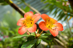 IMGP7792