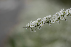 ユキヤナギの花