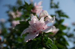 IMGP2367