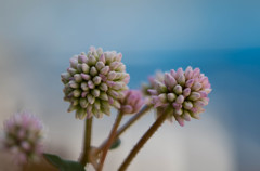 _IGP3095