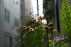 路地の花