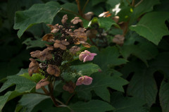 花の命