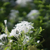 ルリマツリ白花