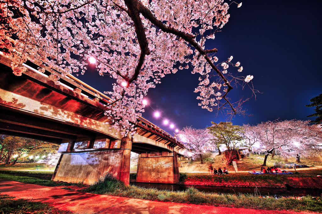 HDR 夜桜