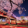 HDR 夜桜