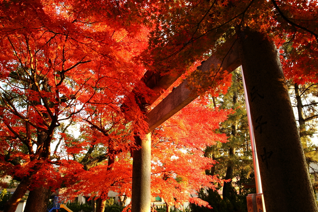 鳥居と紅葉