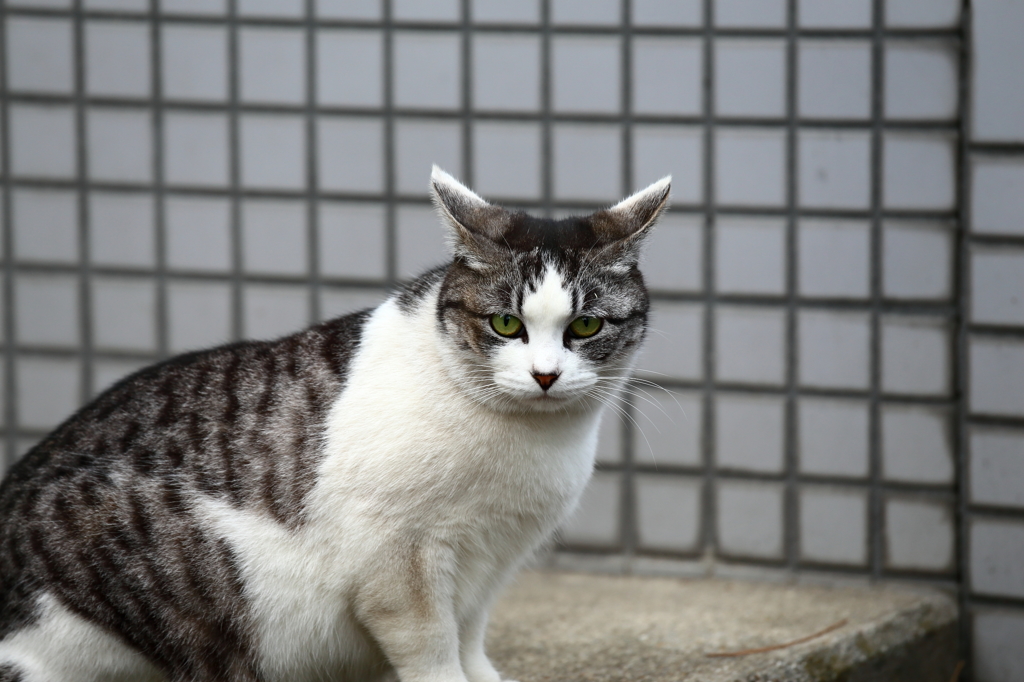 フクロウ...？いえいえ、ノラネコです。