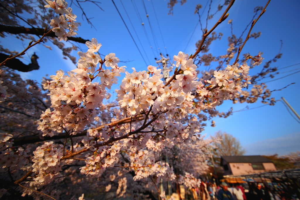 『桜』～岡崎公園～