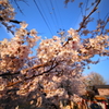 『桜』～岡崎公園～