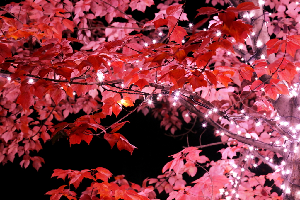 紅葉×イルミネーション