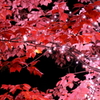紅葉×イルミネーション