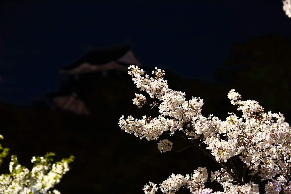 夜桜と岡崎城