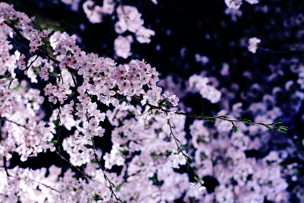 夜桜 Cherry blossoms by night.