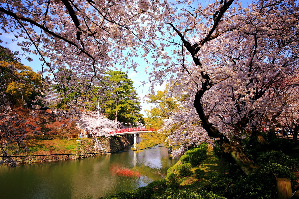 花見～岡崎公園②