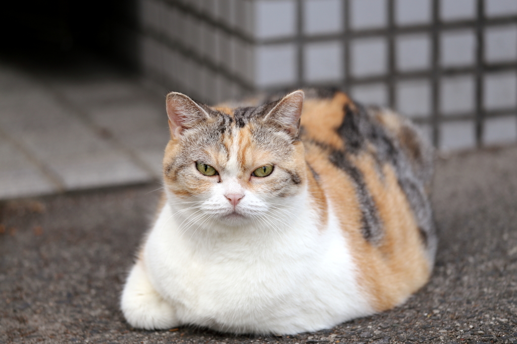 カメラ目線なノラネコ