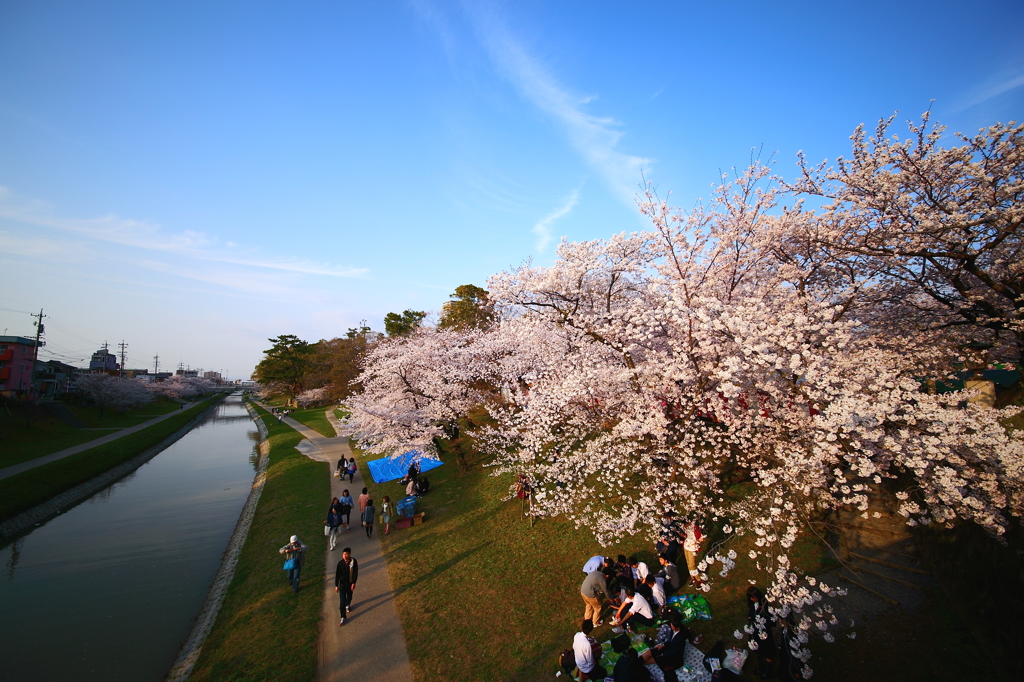 花見～岡崎公園～