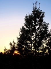 樹の中の夕日