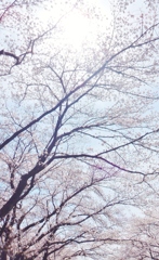 桜の屋根