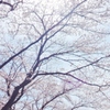 桜の屋根