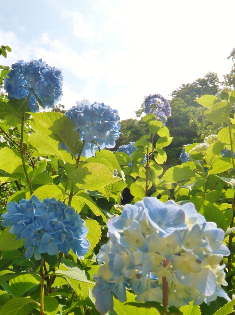 空と紫陽花を仰ぐ