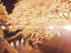 黄金の夜桜