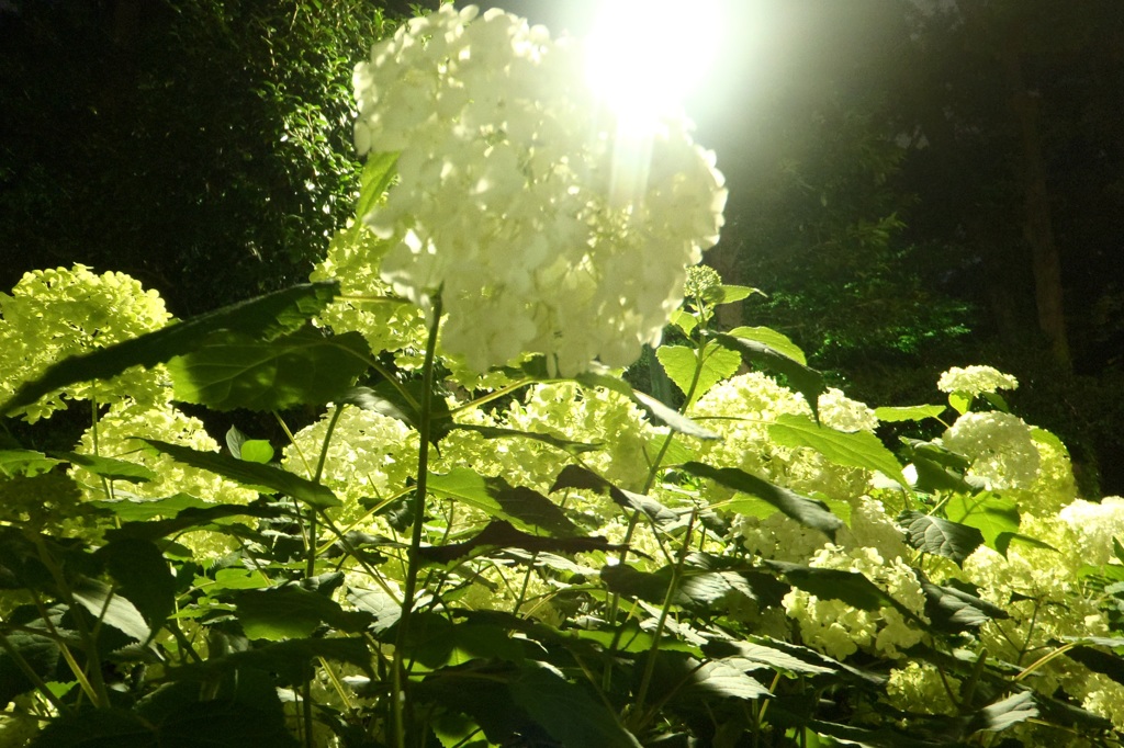 光に咲く花