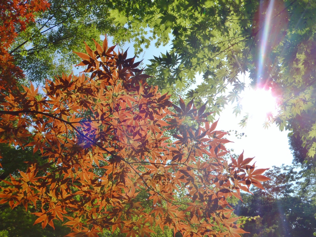 夏から秋へ