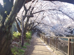 桜の遊歩道