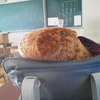 カピバラさん
