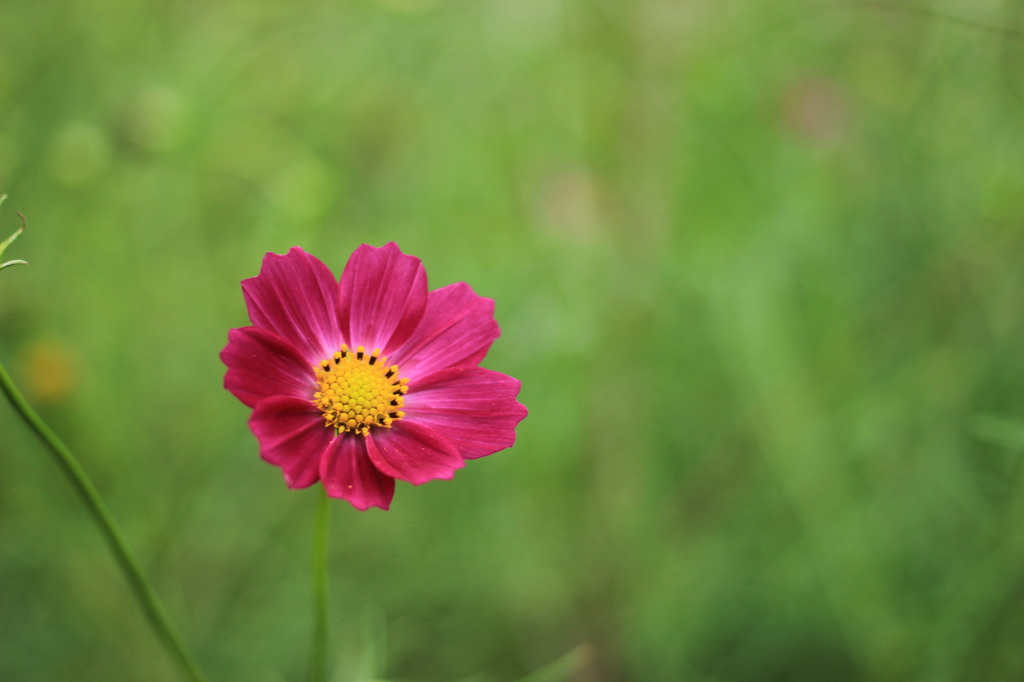 一輪花(濃紫)