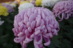 菊