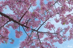 桜の下で