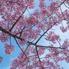 桜の下で