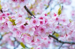 桜の花