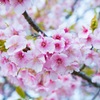 桜の花