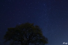 星に願いを・・・