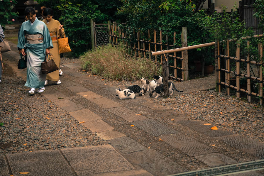 茶会と猫-1