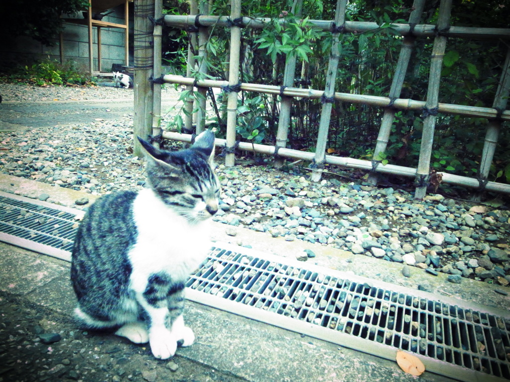 猫モデル