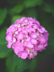 紫陽花